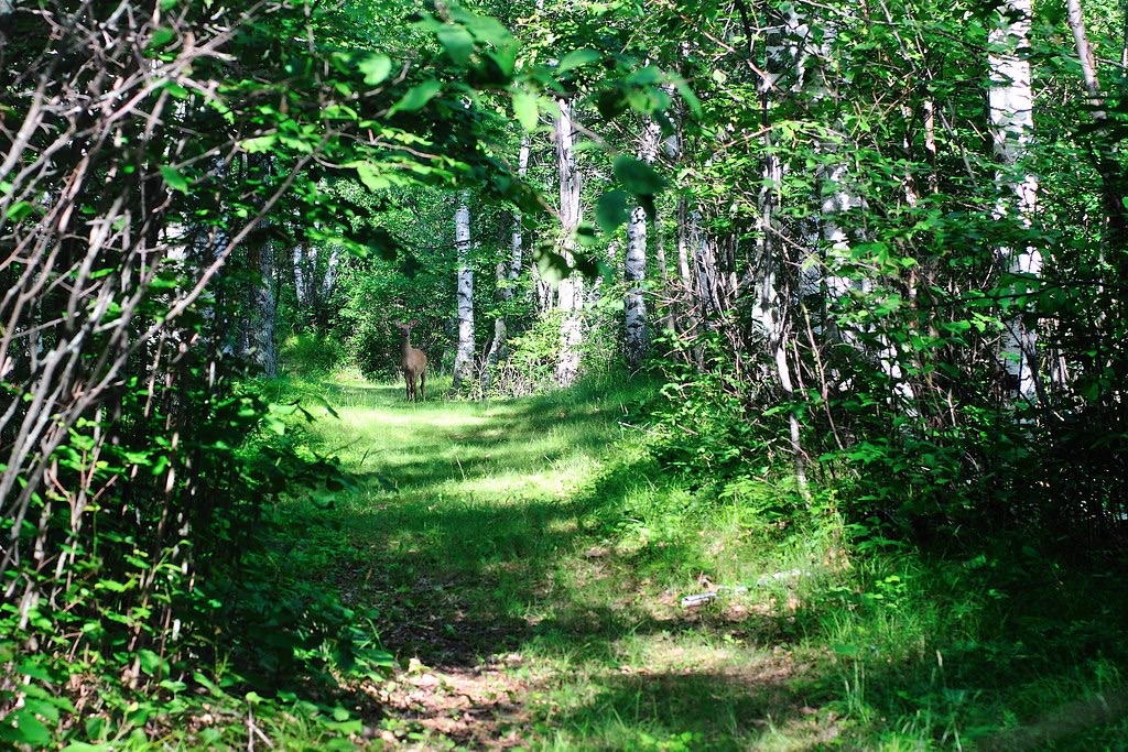 image from Compassion in action: from ethics to Zen returning changed